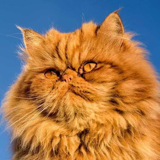 Persian Cat